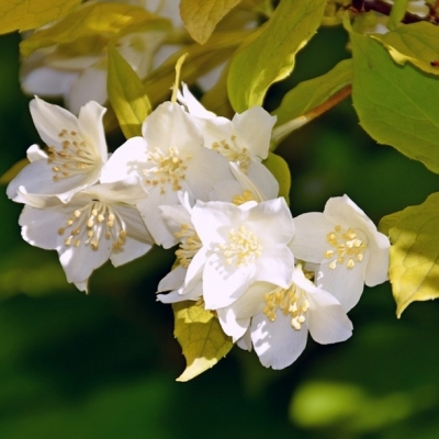 Seringat des jardins Doré