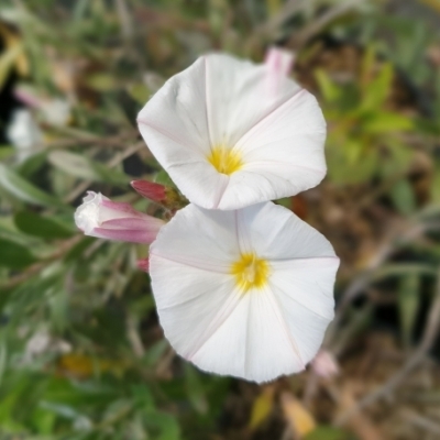 CONVOLVULUS