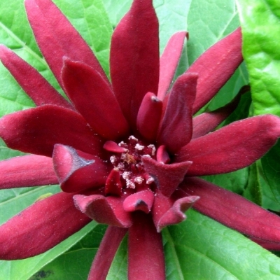 CALYCANTHUS / Arbre aux anémones