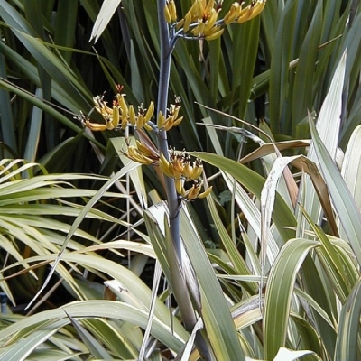 Lin de Nouvelle-Zélande cookianum Tricolor