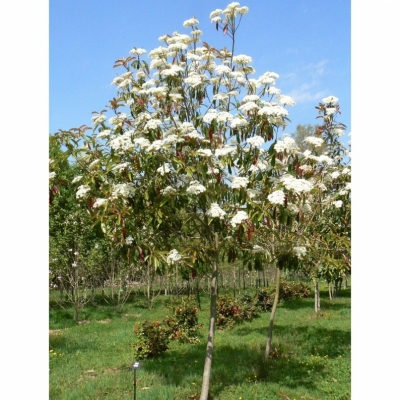 Photinia de Chine