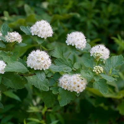 Physocarpe à feuilles d'Obier