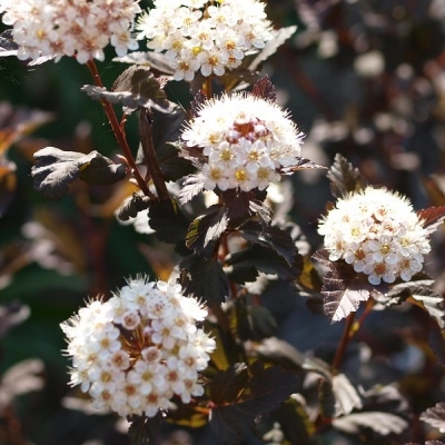 Physocarpe à feuilles d'Obier Diabolo