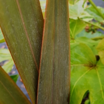 Lin de Nouvelle-Zélande Purpureum