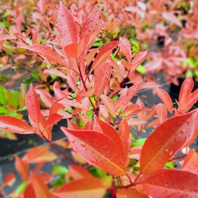 Photinia x fraseri Red Robin