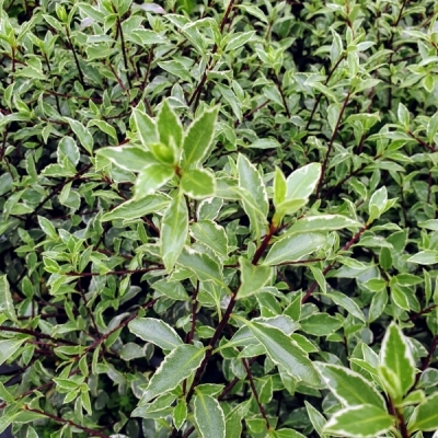 Pittospore à petites feuilles Saundersii