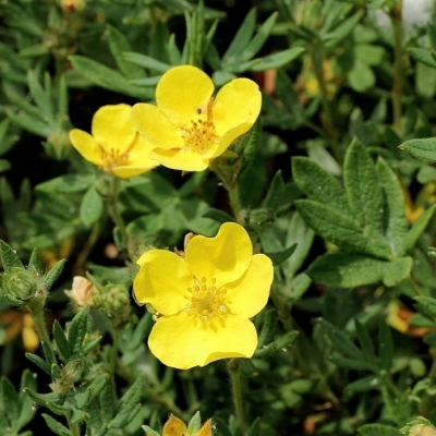 POTENTILLA