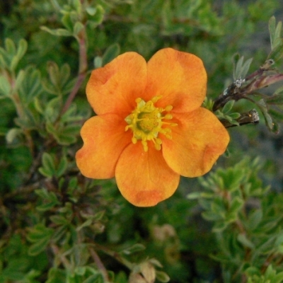 Potentille arbustive Hopley's Orange