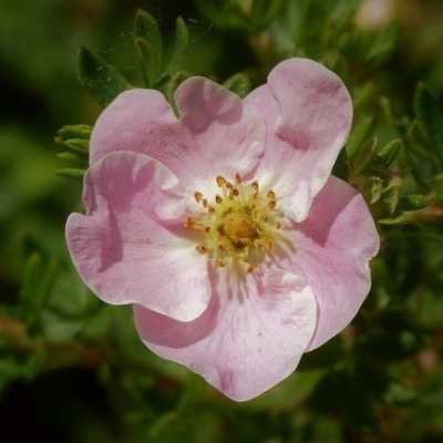 Potentille arbustive Rosea