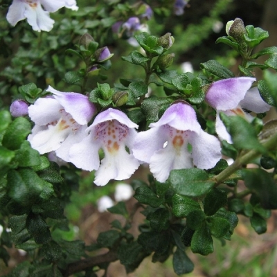 PROSTANTHERA