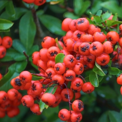 Buisson ardent Red Column