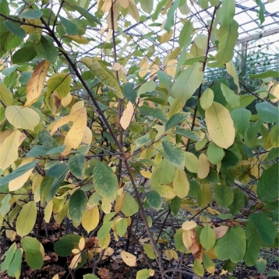 RHAMNUS