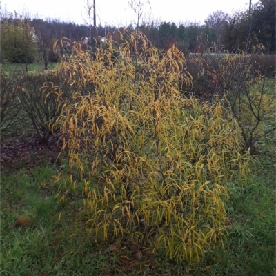 Bourdaine Asplenifolia