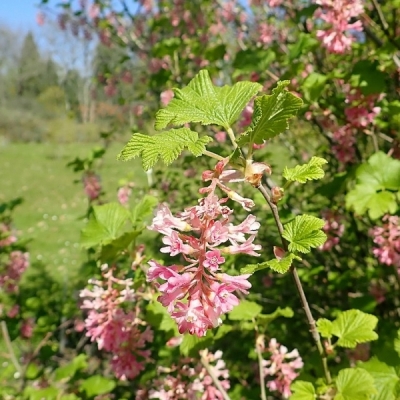 Groseillier à fleurs Glutinosum