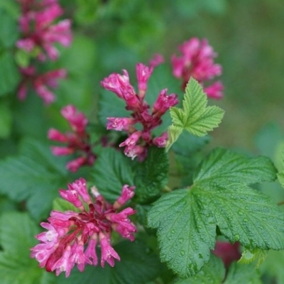 Groseillier à fleurs Pulborough Scarlet