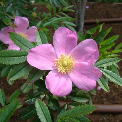 Rosier botanique nitida