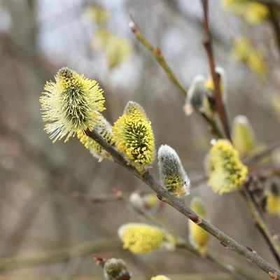 Saule Marsault