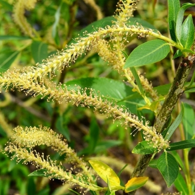 Saule aux trois étamines, Osier brun