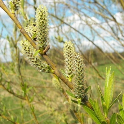 Osier des vanniers