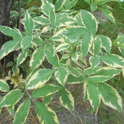 Sureau noir Albovariegata, Sureau commun Albovariegata