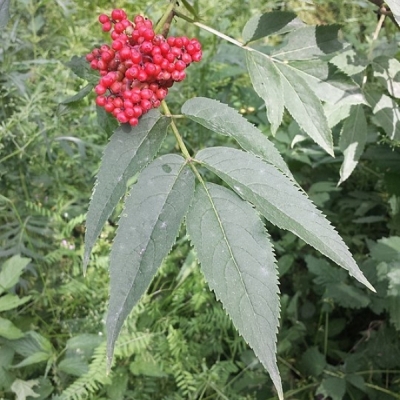 Sureau à grappes