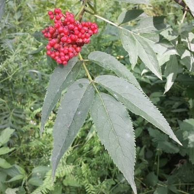 SAMBUCUS