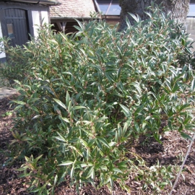 Sarcococca hookeriana Purple Stem