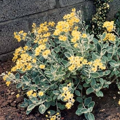 SENECIO 