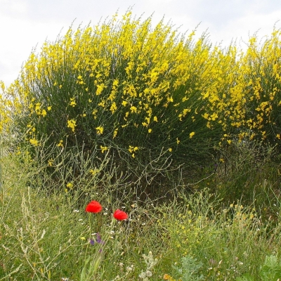 SPARTIUM / Genêt