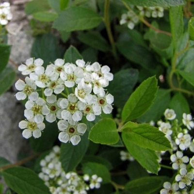 Spirée decumbens