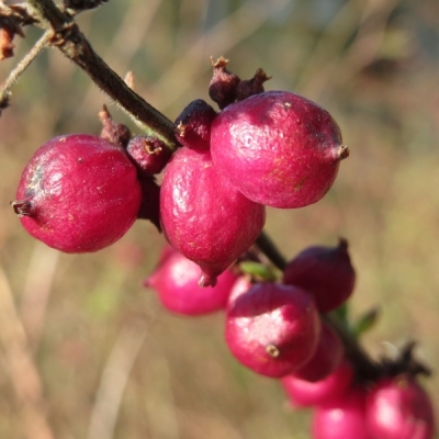 SYMPHORICARPOS / Symphorine