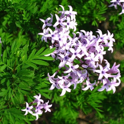 Lilas à feuilles de persil