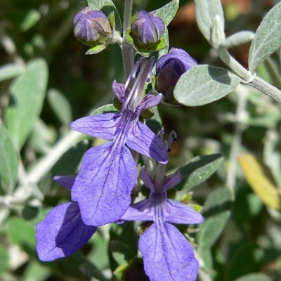 TEUCRIUM