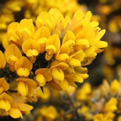 ULEX