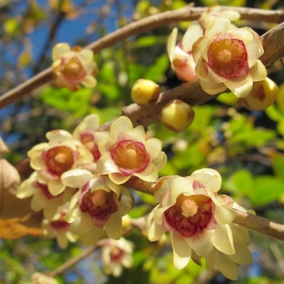 CHIMONANTHUS