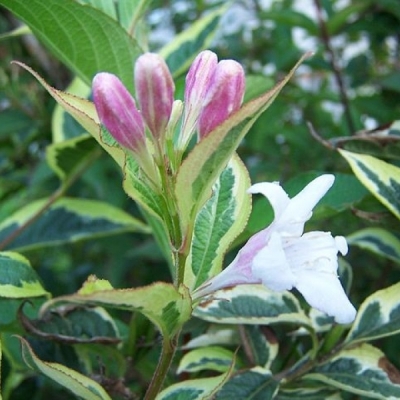 Weigelia Nana Variegata