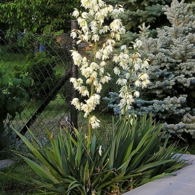 YUCCA