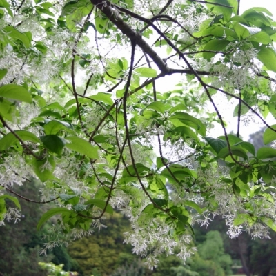 Arbuste de neige