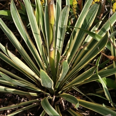 Yucca filamenteux Bright Edge