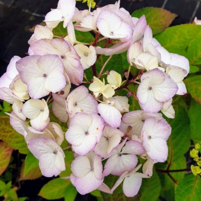 Hortensia des montagnes du Japon Preziosa