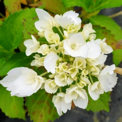 Hortensia à grandes feuilles Nymphe