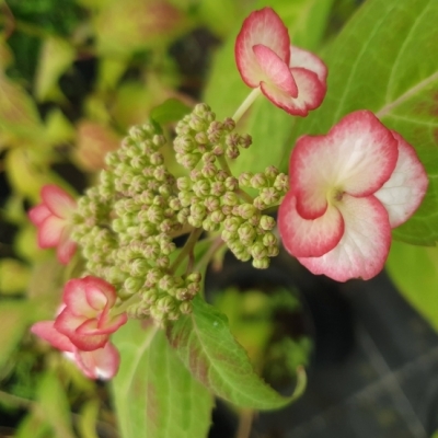 Hortensia des montagnes du Japon Kiyosumi