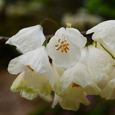 HALESIA