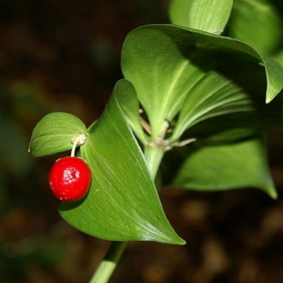 Fragon à langue