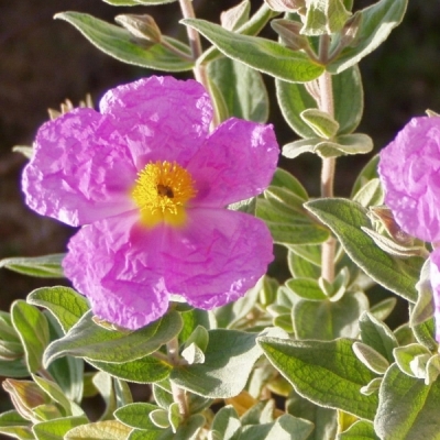 Ciste cotonneux, Rose du Soleil cotonneux