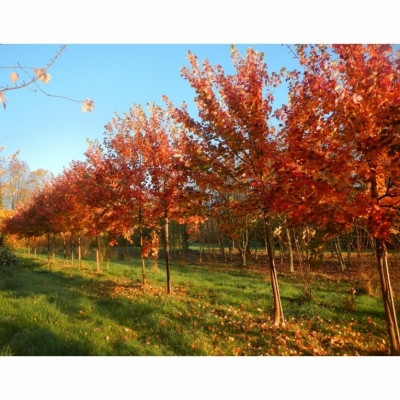 Érable rouge d'Amérique October Glory