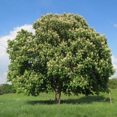 AESCULUS / Marronnier