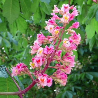 Marronnier à fleurs rouges