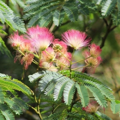 Arbre à soie, Acacia de Constantinople