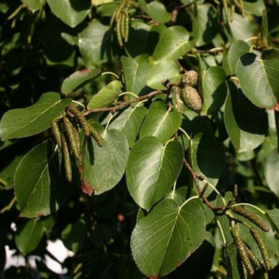 Aulne à feuilles en coeur